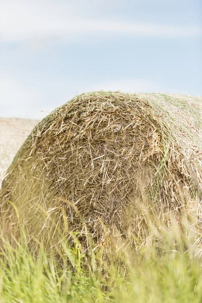 Silage bales in summer landscape — Stock Photo, Image