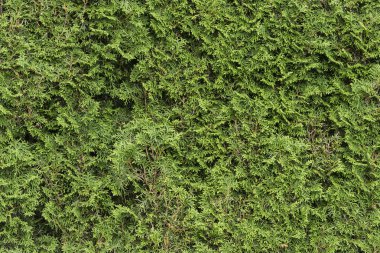 Park sorunsuz yeşil çit