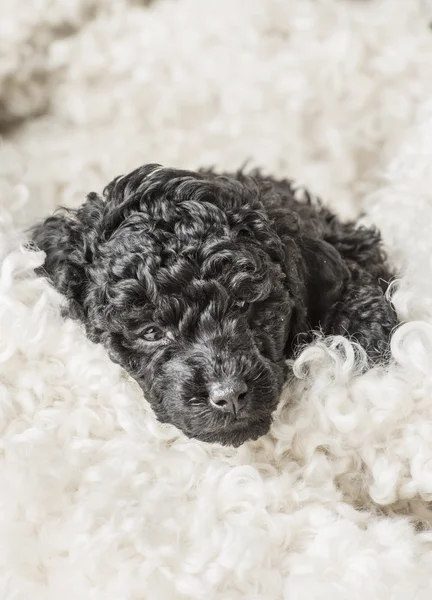 Small curly black poodle pup resting — Stock Photo, Image