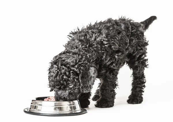 Small curly black poodle pup eating — Stock Photo, Image