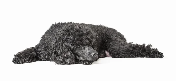 Black poodle isolated on white background — Stock Photo, Image