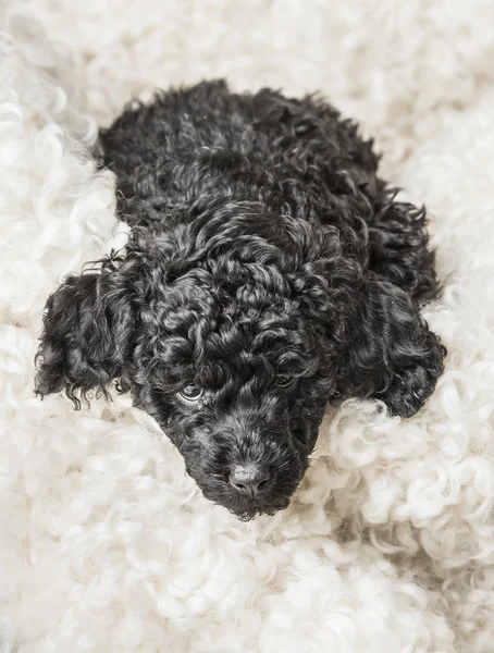 Small curly black poodle pup resting — Stock Photo, Image