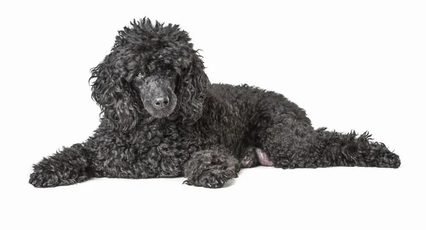 Poodle preto isolado no fundo branco Fotos De Bancos De Imagens