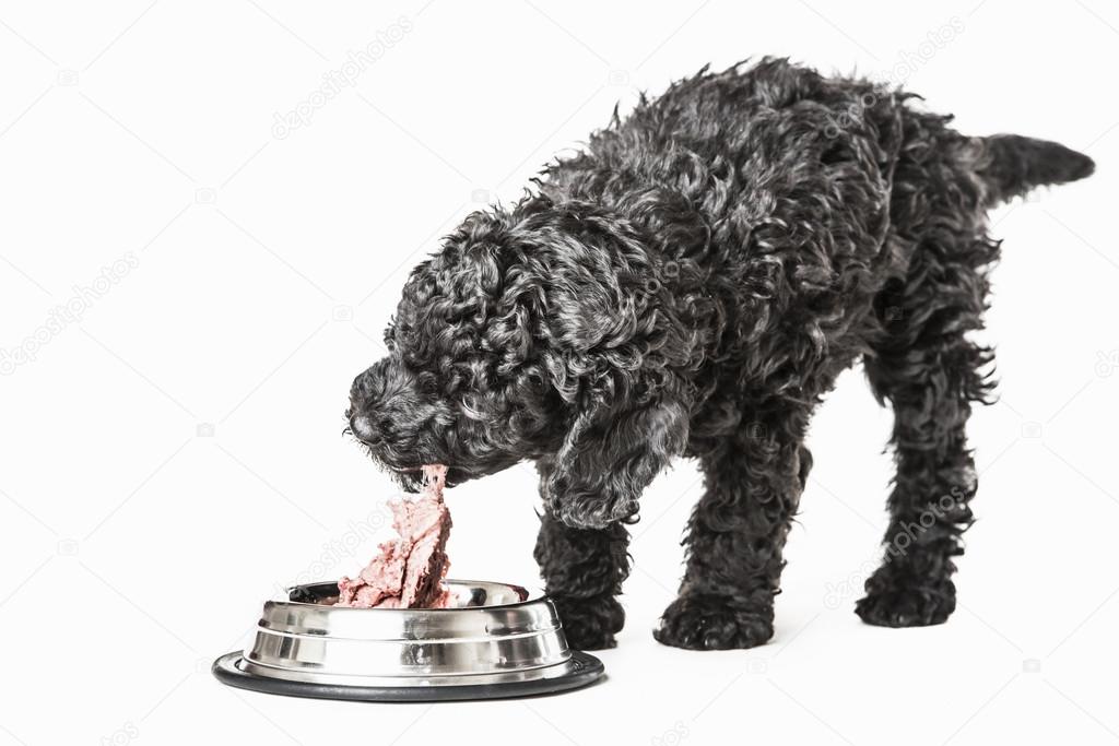 Small curly black poodle pup eating