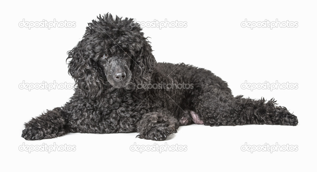 Black poodle isolated on white background