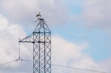 Güç hattının tepesindeki Uzak Doğulu leyleğin yuvası. Uzak Doğu leyleği mavi gökyüzüne karşı bir yuvada oturur..