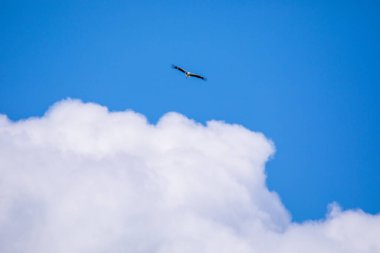 Uzak Doğu leylekleri mavi gökyüzünde uçar.