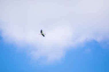 Uzak Doğu leylekleri mavi gökyüzünde uçar.