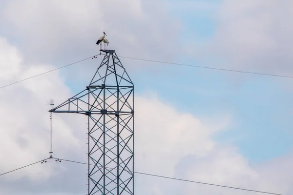 Nest Far Eastern Stork Top Power Line Far Eastern Stork — Stock Photo, Image