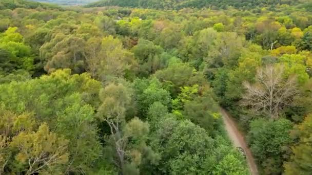 Voiture Roule Long Une Route Forestière Parmi Les Arbres Verts — Video