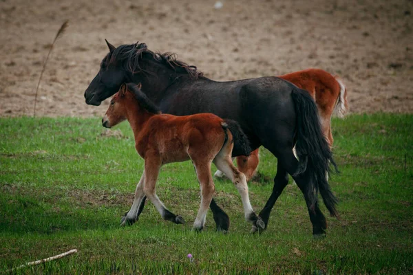 Zeleném Poli Pasou Koně Krásní Koně Ruském Poli — Stock fotografie