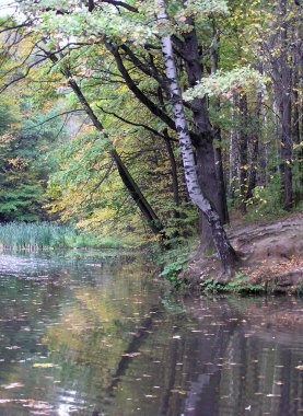 Park. Фотообои