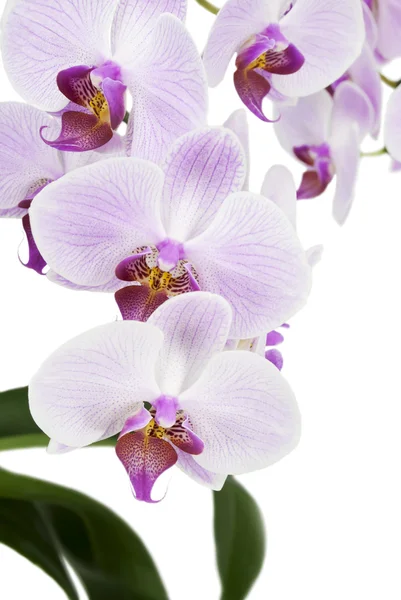 Orquídea aislada sobre fondo blanco — Foto de Stock