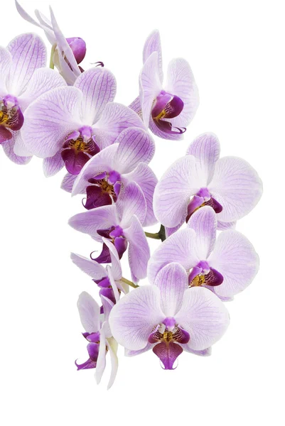 Orquídea isolada sobre fundo branco Fotos De Bancos De Imagens Sem Royalties
