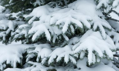 Karla kaplı kış ağacı