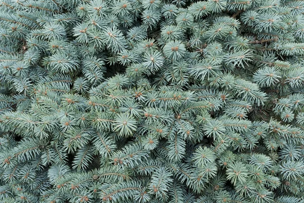Modro zelené větve kožešin-strom jako pozadí — Stock fotografie