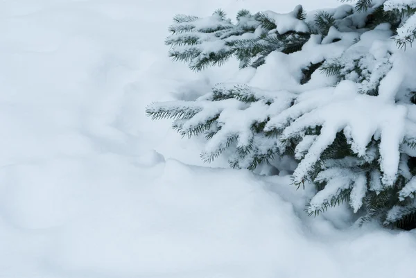 Sneeuw bedekte takken van blauwe spar — Stockfoto