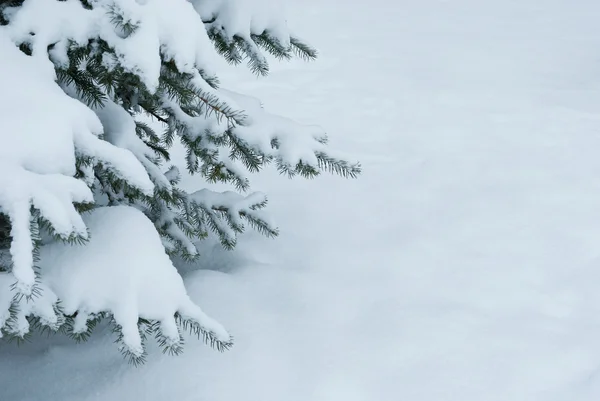 Sneeuw bedekte takken van blauwe spar — Stockfoto