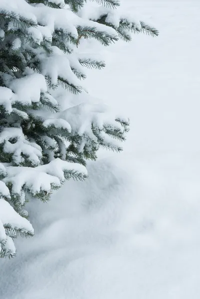 Mavi ladin karla kaplı şubeleri — Stok fotoğraf