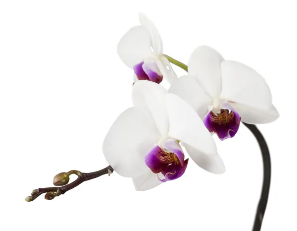Vit orkidé isolerad på vit — Stockfoto