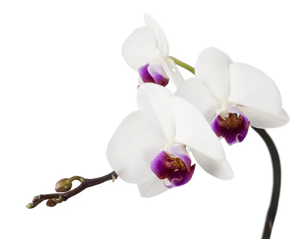 Orquídea branca isolada em branco — Fotografia de Stock