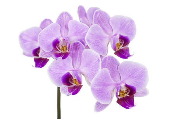 Orchidea viola chiaro isolato su bianco — Foto Stock