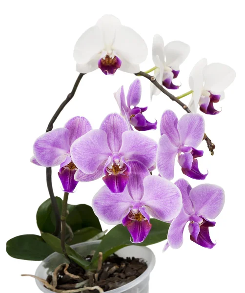 Licht paarse en witte orchideeën geïsoleerd op wit — Stockfoto