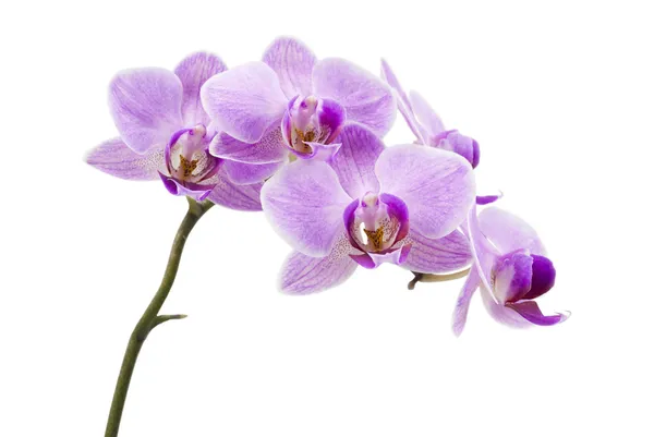 Licht paarse orchid geïsoleerd op wit — Stockfoto