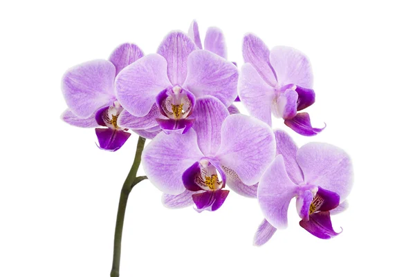 Ljus lila orkidé isolerad på vit — Stockfoto