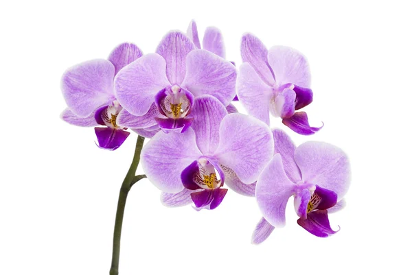 Helle lila Orchidee isoliert auf weiß — Stockfoto