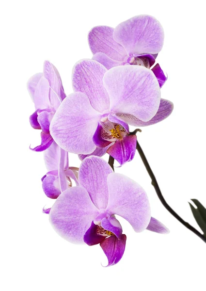 Orquídea roxa clara isolada no branco Imagens De Bancos De Imagens
