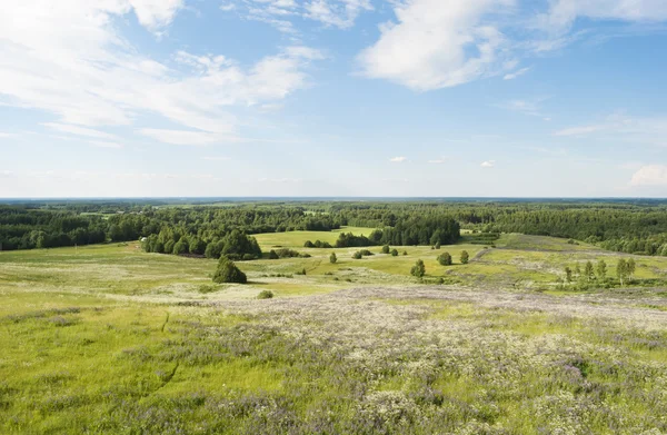 Ovanifrån på ett sommaren blommande fält — Stockfoto