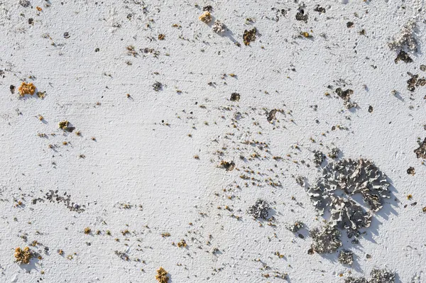 White painted wall with a lichens as background — Stock Photo, Image