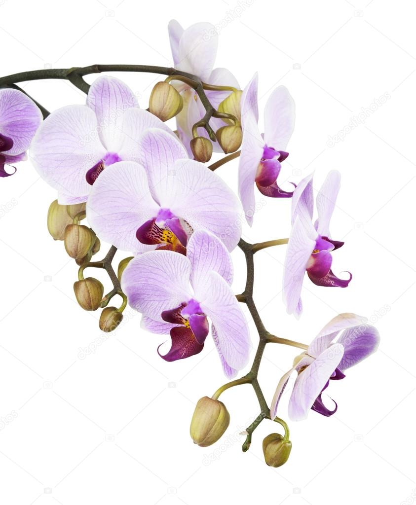 Orchid isolated on white background