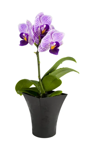 Pequeña orquídea en la olla aislada sobre un fondo blanco —  Fotos de Stock