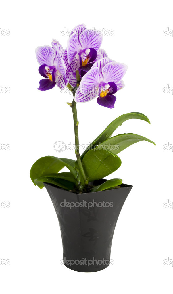 Small orchid in the pot isolated on a white background