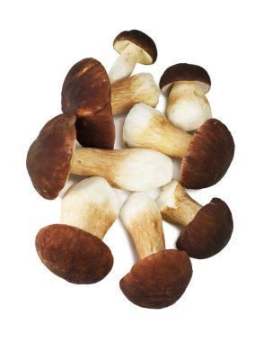beyaz izole boletus mantarı