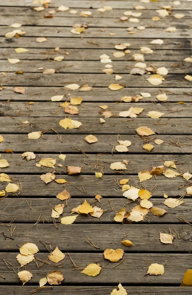 Hojas de abedul de otoño y agujas de pino en una terraza de madera oscura —  Fotos de Stock