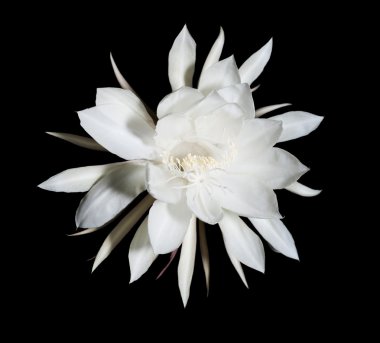 gece blooming cereus. olarak da bilinen siyah gece kraliçesi
