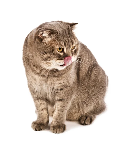 Erwachsene lecken Lippen schottische Falte Katze sitzt vor auf weißen i — Stockfoto