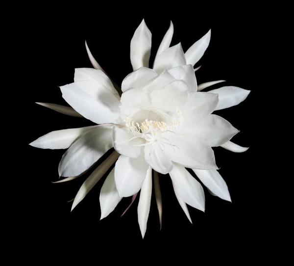 Gece blooming cereus. olarak da bilinen siyah gece kraliçesi — Stok fotoğraf