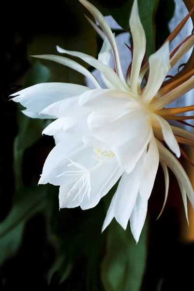 Gece blooming cereus. olarak da bilinen gece kraliçesi. — Stok fotoğraf