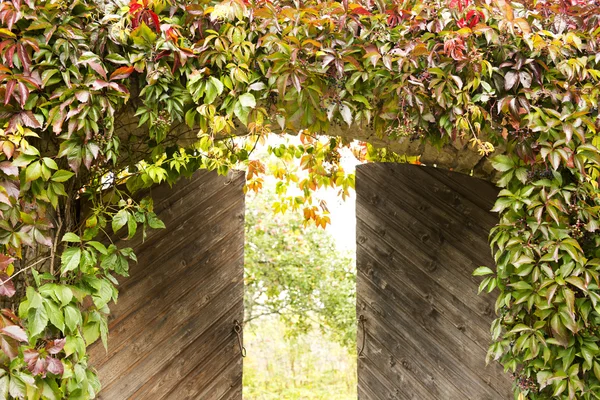 The slightly opened gate in the apple-tree garden, overgrown wit — Stock Photo, Image