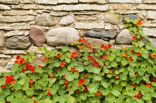 Blossoming nasturtiums against an ancient stone wall — Stock Photo, Image