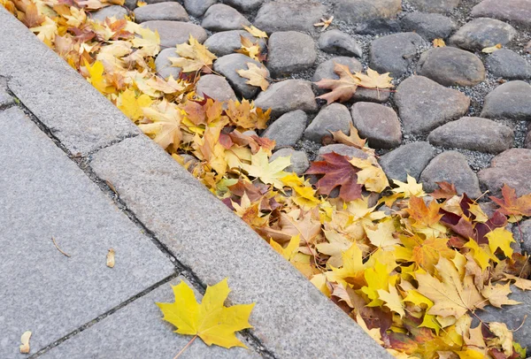 Gula höstlöv på trottoaren — Stockfoto