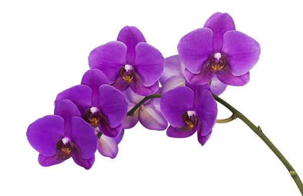 Dunkelviolette Orchidee isoliert auf weißem Hintergrund — Stockfoto