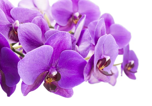 Orquídea púrpura oscura aislada sobre fondo blanco — Foto de Stock