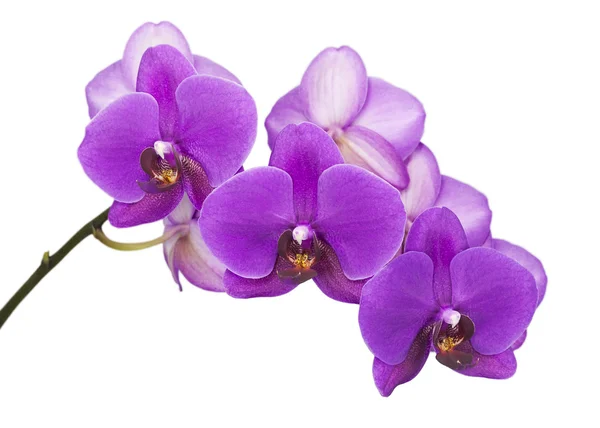 Fotos de Orquídea roxa, Imagens de Orquídea roxa sem royalties |  Depositphotos