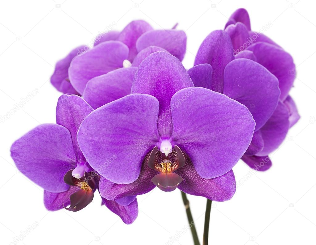 Dark purple orchid isolated on white background