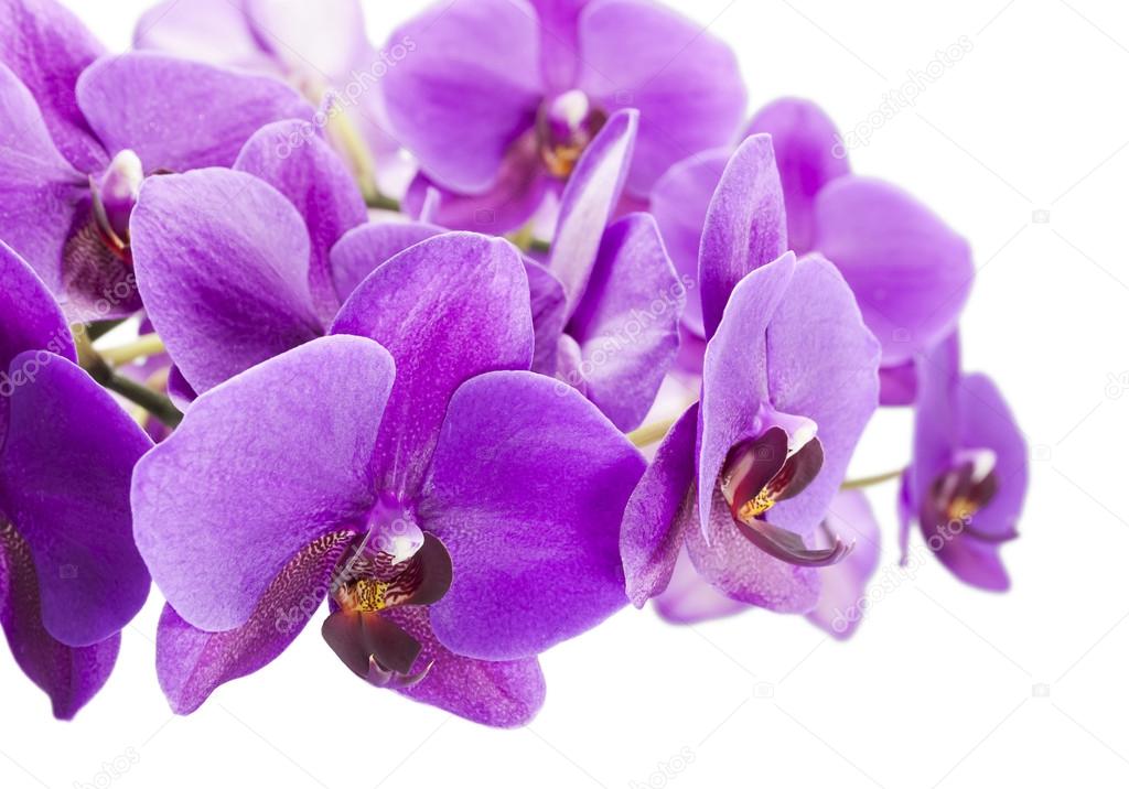 Fotos de Orquídea roxa, Imagens de Orquídea roxa sem royalties |  Depositphotos